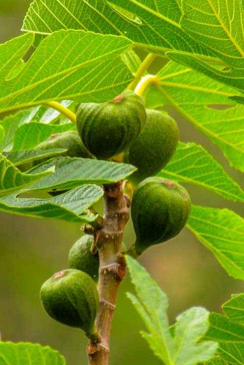 Fig-as-they-call-it